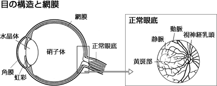 目の構造と網膜