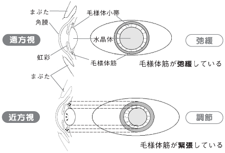 遠方視は毛様体筋が弛緩しています。近方視は毛様体筋が緊張しています。