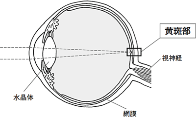 眼底の中央が黄斑部です