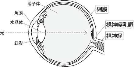 目の中に光が入り、目の奥の網膜に像を結びます