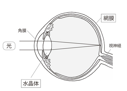 眼の構造