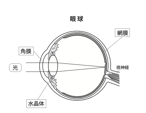 眼球