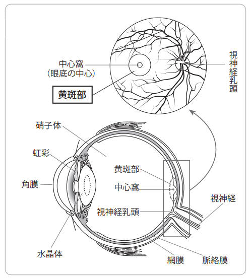 眼球の仕組み